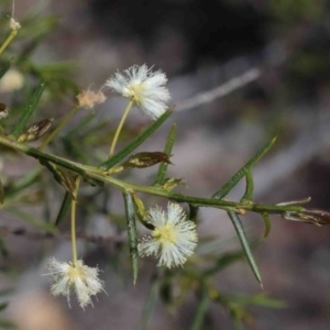 Acacia genistifolia at O'Connor, ACT - 29 Sep 2020