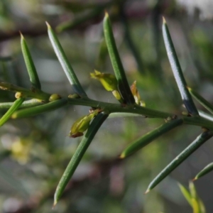 Acacia genistifolia at O'Connor, ACT - 29 Sep 2020