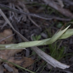 Oligochaetochilus sp. (A Rustyhood Orchid) at Paddys River, ACT - 29 Sep 2020 by JudithRoach