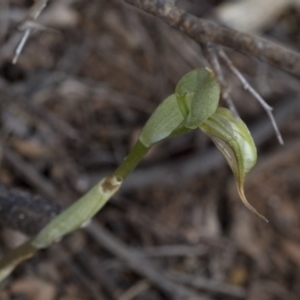 Oligochaetochilus sp. at Paddys River, ACT - 30 Sep 2020