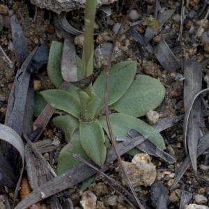 Oligochaetochilus sp. at Paddys River, ACT - 30 Sep 2020