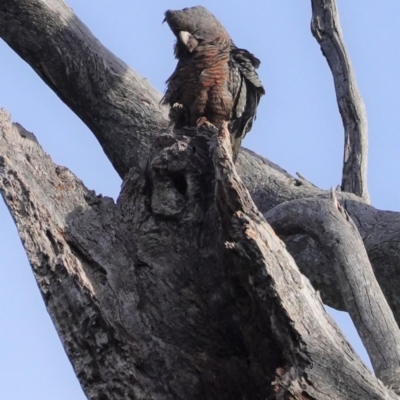 Callocephalon fimbriatum (Gang-gang Cockatoo) at Deakin, ACT - 29 Sep 2020 by JackyF