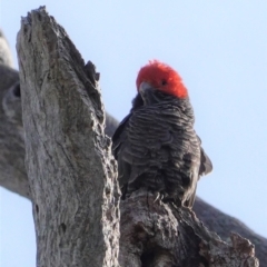 Callocephalon fimbriatum at Deakin, ACT - 29 Sep 2020