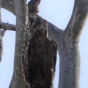 Callocephalon fimbriatum at Deakin, ACT - 29 Sep 2020