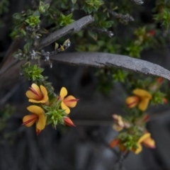 Pultenaea procumbens (Bush Pea) at Paddys River, ACT - 29 Sep 2020 by JudithRoach