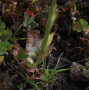 Hymenochilus sp. at Paddys River, ACT - suppressed