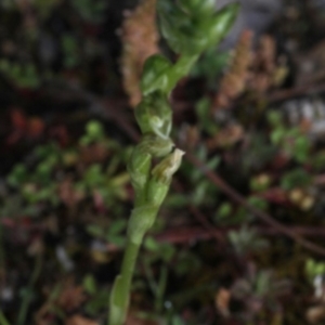 Hymenochilus sp. at Paddys River, ACT - suppressed