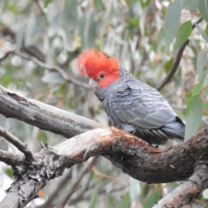 Callocephalon fimbriatum at Acton, ACT - suppressed