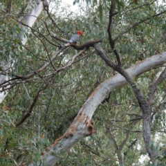 Callocephalon fimbriatum at Acton, ACT - suppressed