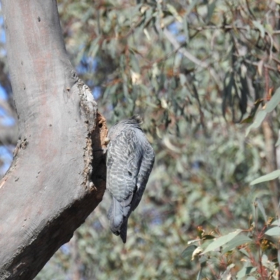 Callocephalon fimbriatum (Gang-gang Cockatoo) at Acton, ACT - 25 Sep 2020 by HelenCross