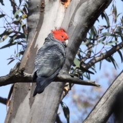 Callocephalon fimbriatum at Acton, ACT - 26 Sep 2020