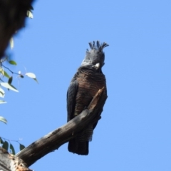 Callocephalon fimbriatum at Acton, ACT - suppressed