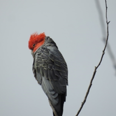 Callocephalon fimbriatum (Gang-gang Cockatoo) at Acton, ACT - 29 Sep 2020 by HelenCross