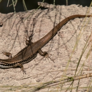 Eulamprus heatwolei at Molonglo River Reserve - 29 Sep 2020