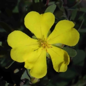 Hibbertia obtusifolia at O'Connor, ACT - 29 Sep 2020 02:48 PM