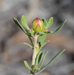 Hibbertia obtusifolia at O'Connor, ACT - 29 Sep 2020 02:48 PM