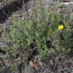 Hibbertia obtusifolia at O'Connor, ACT - 29 Sep 2020 02:48 PM