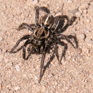 Artoriopsis sp. (genus) at Stromlo, ACT - 29 Sep 2020 01:25 PM