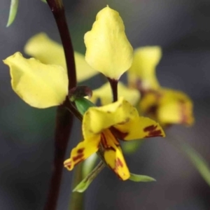 Diuris nigromontana at O'Connor, ACT - 29 Sep 2020