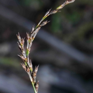 Lepidosperma laterale at O'Connor, ACT - 29 Sep 2020 02:37 PM