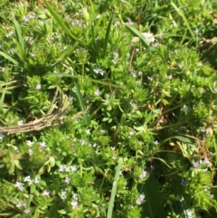 Sherardia arvensis (Field Madder) at Corrowong, NSW - 27 Sep 2020 by BlackFlat