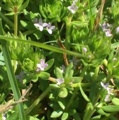 Sherardia arvensis at Corrowong, NSW - 27 Sep 2020