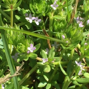 Sherardia arvensis at Corrowong, NSW - 27 Sep 2020