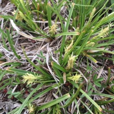 Carex breviculmis (Short-Stem Sedge) at Black Flat at Corrowong - 29 Sep 2020 by BlackFlat