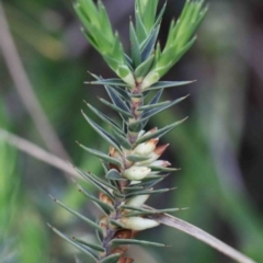 Melichrus urceolatus (Urn Heath) at O'Connor, ACT - 29 Sep 2020 by ConBoekel