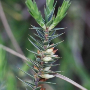 Melichrus urceolatus at O'Connor, ACT - 29 Sep 2020