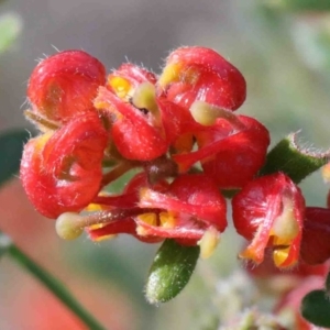 Grevillea alpina at O'Connor, ACT - 29 Sep 2020 02:17 PM