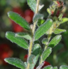 Grevillea alpina at O'Connor, ACT - 29 Sep 2020 02:17 PM