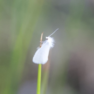 Tipanaea patulella (A Crambid moth) at Termeil, NSW - 26 Sep 2020 by wendie