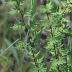 Cheilanthes sieberi (Rock Fern) at O'Connor, ACT - 29 Sep 2020 by ConBoekel