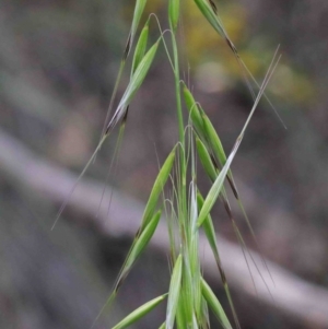 Avena sp. at O'Connor, ACT - 29 Sep 2020