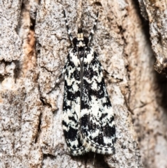 Scoparia exhibitalis (A Crambid moth) at Mount Rogers - 30 Sep 2020 by Roger