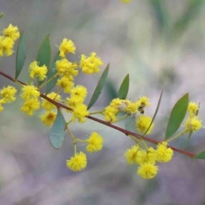 Acacia buxifolia subsp. buxifolia at O'Connor, ACT - 29 Sep 2020