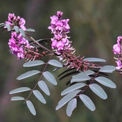 Indigofera australis subsp. australis (Australian Indigo) at O'Connor, ACT - 29 Sep 2020 by ConBoekel