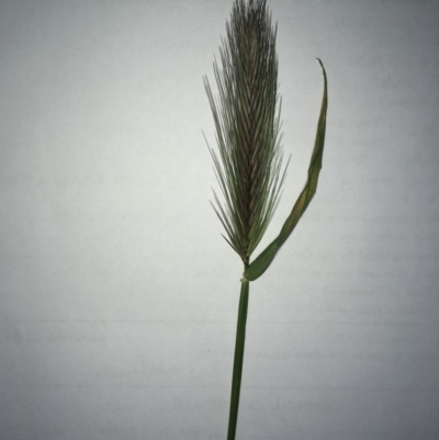 Hordeum leporinum (Barley Grass) at Hawker, ACT - 29 Sep 2020 by SamiM