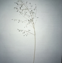 Eragrostis sp. (A Lovegrass) at Hawker, ACT - 29 Sep 2020 by SamiM