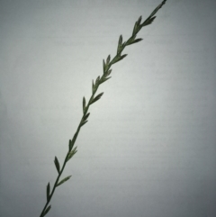 Lolium (genus) (Ryegrass) at The Pinnacle - 29 Sep 2020 by SamiM