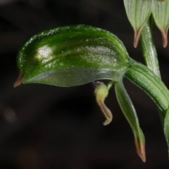 Bunochilus montanus (ACT) = Pterostylis jonesii (NSW) (Montane Leafy Greenhood) at Tralee, NSW - 12 Sep 2020 by dan.clark