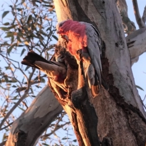 Eolophus roseicapilla at Deakin, ACT - 27 Sep 2020