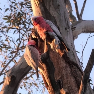 Eolophus roseicapilla at Deakin, ACT - 27 Sep 2020