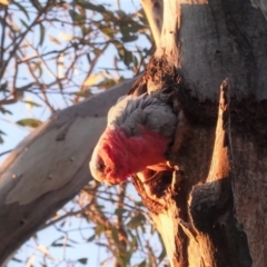 Eolophus roseicapilla at Deakin, ACT - 27 Sep 2020