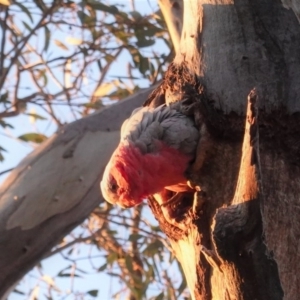 Eolophus roseicapilla at Deakin, ACT - 27 Sep 2020