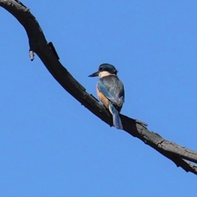 Todiramphus sanctus (Sacred Kingfisher) at Deakin, ACT - 28 Sep 2020 by JackyF