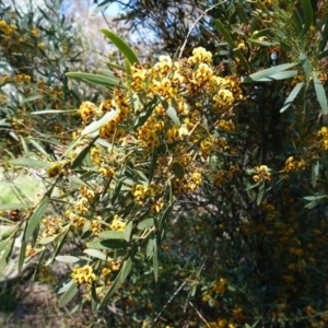 Daviesia mimosoides at Hughes, ACT - 28 Sep 2020 12:05 PM