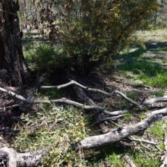 Daviesia mimosoides at Hughes, ACT - 28 Sep 2020