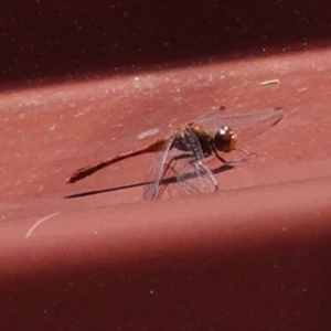 Diplacodes bipunctata at Deakin, ACT - 28 Sep 2020